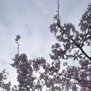 80の画像