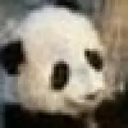 ぱんだの画像