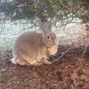 うさみみ