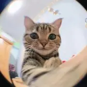 あいの画像