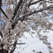 りらの画像