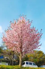 Casablancaの画像