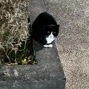 あいの画像