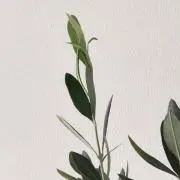 オリーブの画像