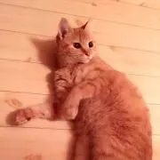 ねこみの画像
