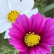 ゆうの画像