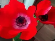 みのかさごの画像