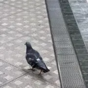 ★とびうお★の画像