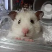 みゅう