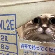 メロンの画像