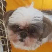 マグロ