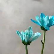 もぐの画像