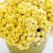 naomiの画像