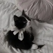 トキの画像
