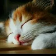 にゃんこの画像