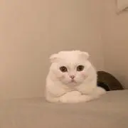 angelの画像
