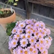 あき
