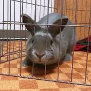 いぬい