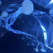 【匿名配送】茜の画像