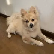 シゲさん