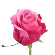 Flower｜プロフィールご確認くださいの画像