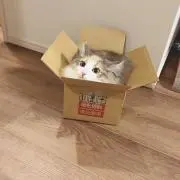 マキ