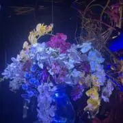 shirley298の画像