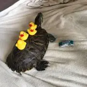ゆあ
