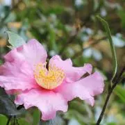 rose888の画像