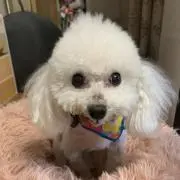 HACHI＊՞・·・՞の画像