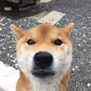 ルゥの画像