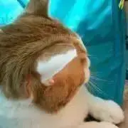 モモ