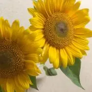 lovinの画像