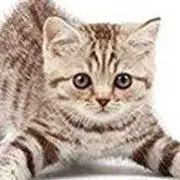 mamaの画像