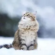 蝉時雨