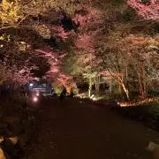 しらす。の画像