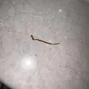 わやはなさ