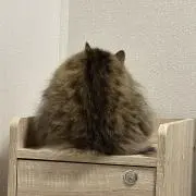まめもやしの画像