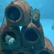 たまごの画像