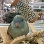 不二子ちゃん