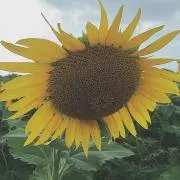ももすけ（プロフ必読）の画像