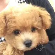 yuu☆の画像