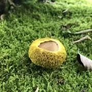 てんてんの画像