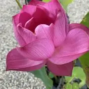 bloomの画像