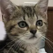 しずく