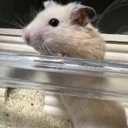 あんの画像