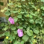 りーちの画像