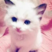 (・ω・)