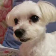 maru wannの画像