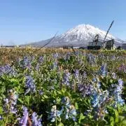 り